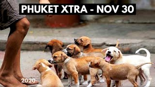 Stray Dog Shelters All Over Phuket? Medical Marijuana Makes Headway In Phuket Thailand News