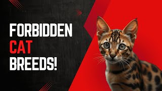 BANNED Cat Breeds You Can’t Legally Own! And The Shocking Reasons Why