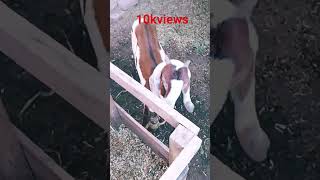 Ahsan Ali 000#shortvideo #comedy #100kvews #1000subscriber #funny #foryou #trendingshorts