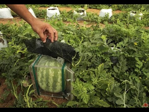 HOW TO GROW SQUARE SHAPED WATERMELON