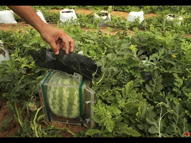 square watermelon