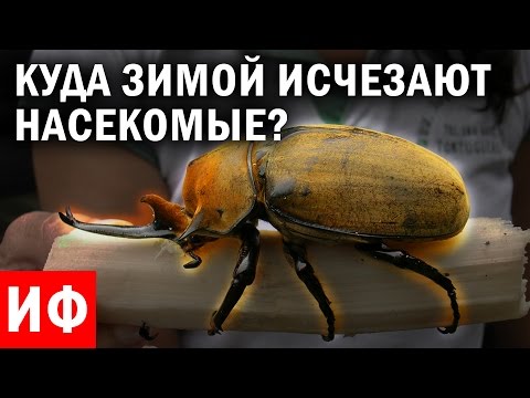 КУДА зимой исчезают НАСЕКОМЫЕ? #ИФ