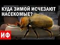 КУДА зимой исчезают НАСЕКОМЫЕ? #ИФ