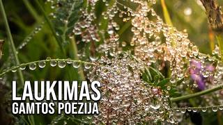 Nijolės Kerušauskienės Laukimas Poezija Ir Gamtos Vaizdai