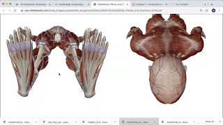 Visible Body Tour & Anatomical Terminology