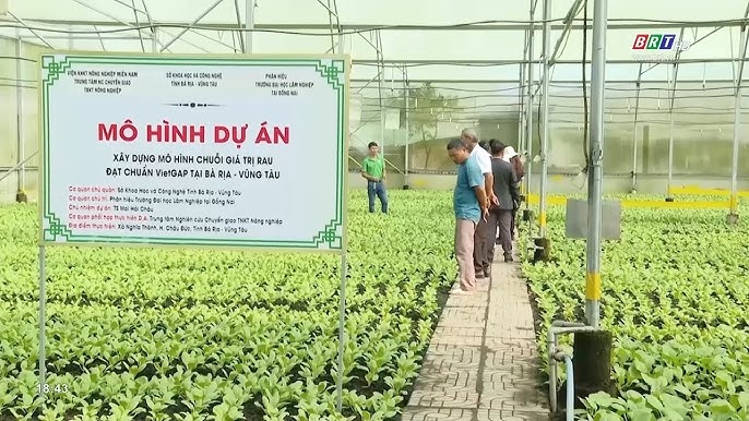 Mô hình trồng rau VietGAP