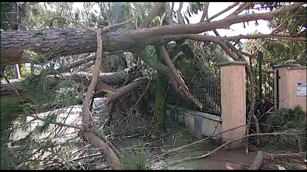 La Versilia ricorda la tempesta di vento di 11 anni fa