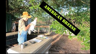 American Breese Chicken Weights and Tracking / 4- & 15-Week-old Breese Chickens by  Papaw's Place 395 views 2 weeks ago 27 minutes