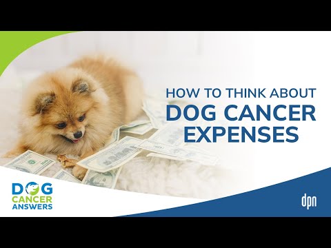 فيديو: ماذا تفعل إذا تم تشخيص الكلب الخاص بك مع السرطان