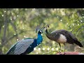 Peacock Message Tone Ringtone Download Free Peacock Sound Ringtone Sound Effect 2021 Peacock Message Tone Ringtone Download Free Peacock Sound Ringtone Sound Effect 2021