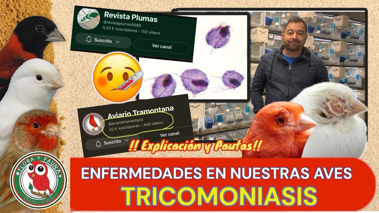 TRICOMONIASIS. Enfermedades en nuestras aves