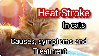 Heat stroke in cats || Causes, symptoms and treatment || Save your Persian cat from heat stroke
