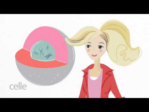 Video: Plasmapeptidene Av Bryst Kontra Eggstokkreft