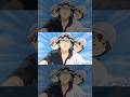 THE YOROZUYA TRIO #gintama