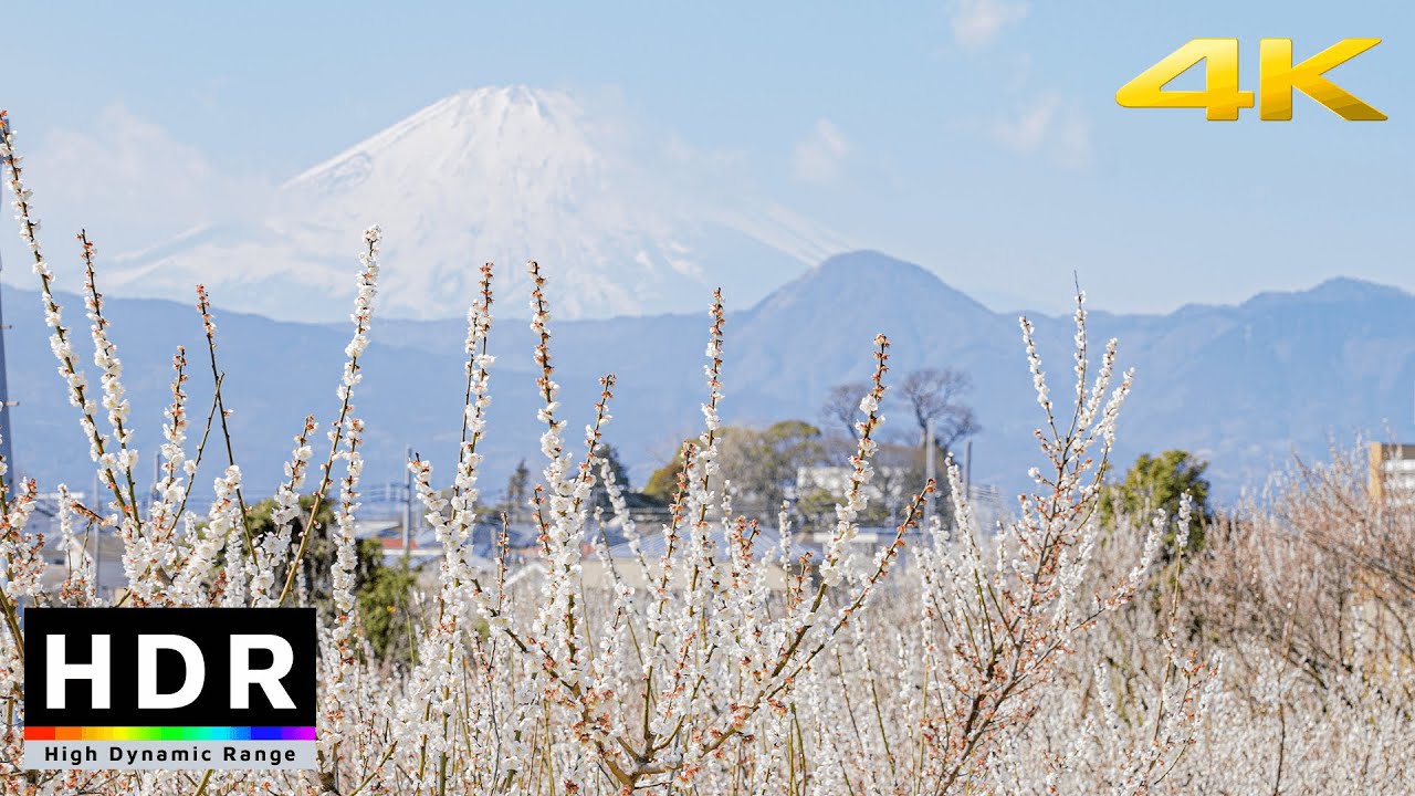 【4K HDR】Japan Spring Flowers by Mt. Fuji - Odawara Plum Grove 2021