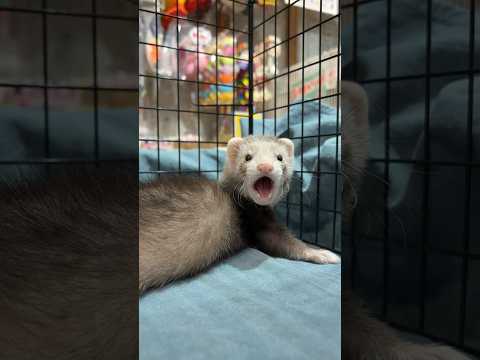 おなかをコロコロ見せて遊んでくれるフェレット♪ 熱帯倶楽部吉祥寺店