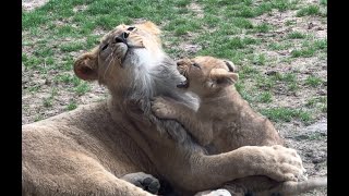 Lion Cubs at Lincoln Park Zoo - April 15, 2023