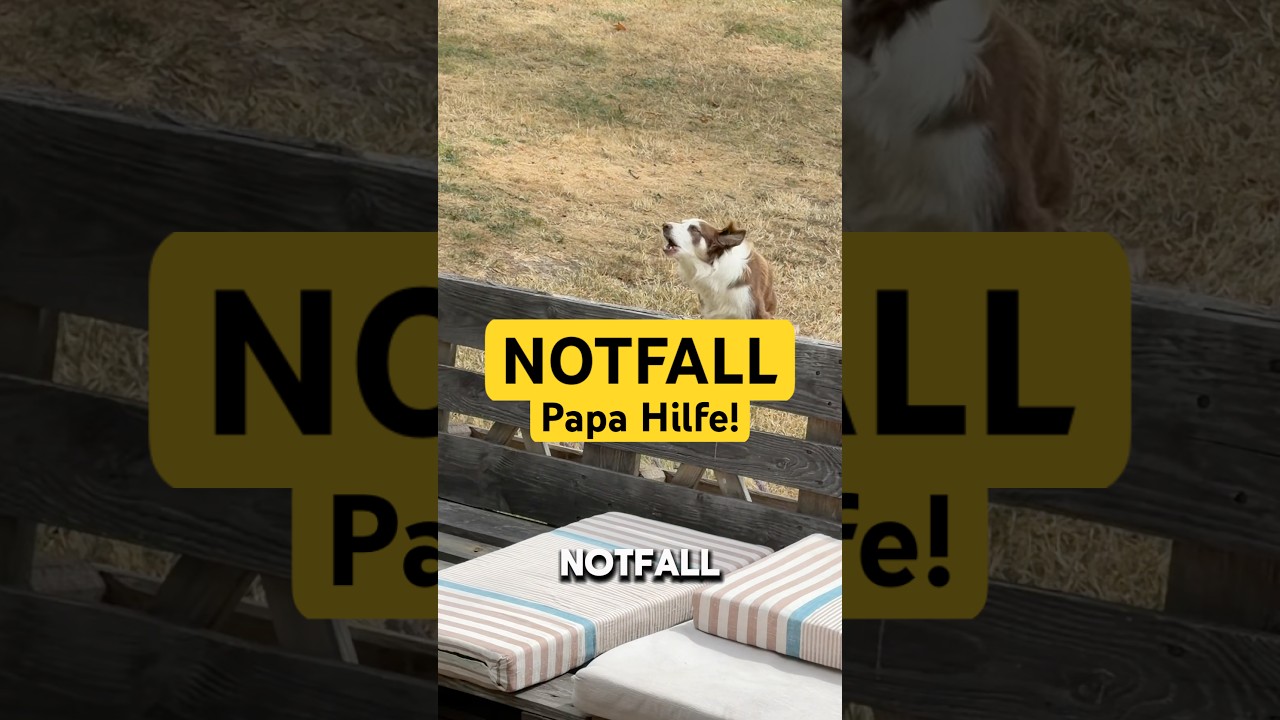 Papakind Notfall #bordercollie #hund #dogshorts #papa #hundeleben #specialneeds #handicap #dog
