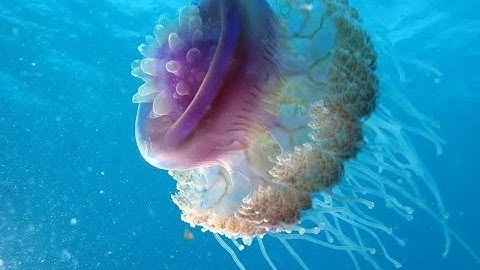 Watch out jellyfish attack - how dangerous they are?