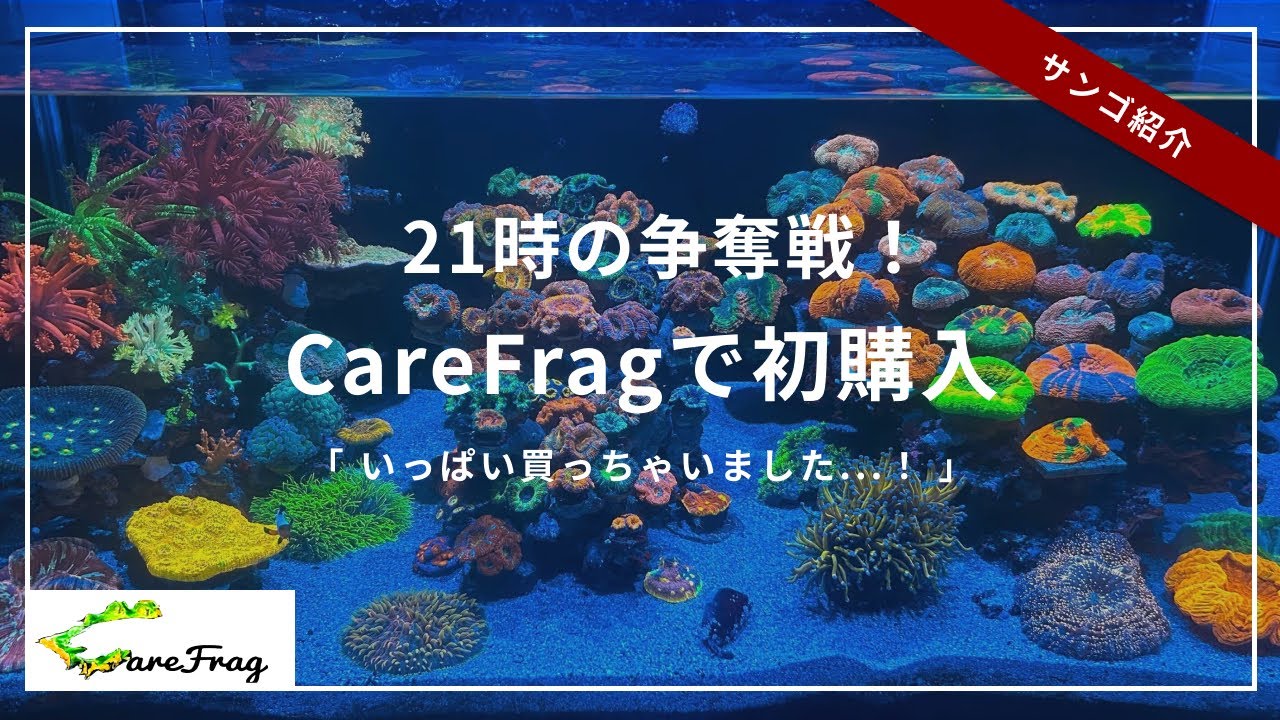 けいさんご購入品 The fierce competition] My first Care Frag purchase, and I managed