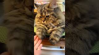 “Grumpy Floof Gives You a High Paw 🐱✨”