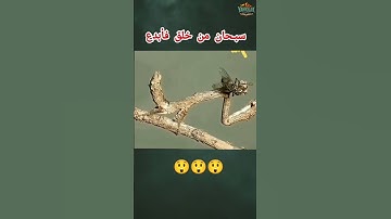 هذا خلق الله | قرآن كريم بصوت الشيخ عبد الباسط عبد الصمد #قرآن