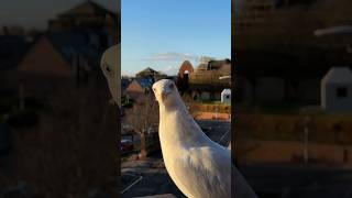 My Pet Seagull & His New Salmon Haircut... Resimi