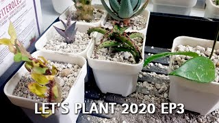 Let's Plant 2020 EP3