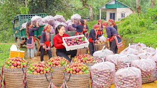 Harvesting Dark Plums | Flash Frozen Plum Jelly — Sold Out Fast at the Village Market