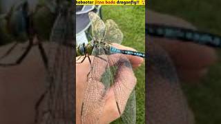 kabootar jitna bada dragonfly!!😲 #facts #amazingfacts #shorts #trending #factsinhindi #amazing