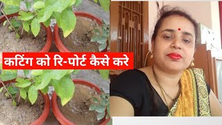 How to Report ️Hibiscus गूलहर and Rose गुलाब Flowers Plants की कटिंग को रि-पोर्ट कैसे करे ️