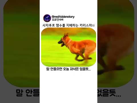 사자후로 맹수를 지배하는 카리스마 thumbnail