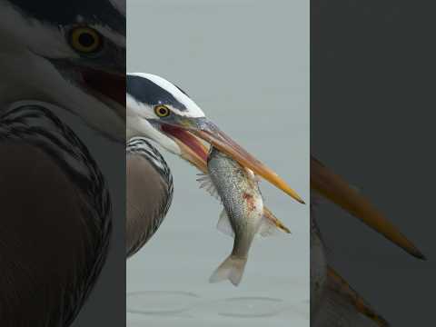 Great blue heron with a big breakfast  !! Copyrighted 🎥 on Sony A6700 + FE 200-600 #birds #wildlife