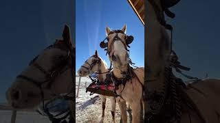 Feeding the paint horses at Red Hills Ranch is an experience like no other, frost-covered pastures,