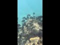 Large herd of Blue Tang grazing #snorkeling #atlasfamily #Sandkeyreef #keywest