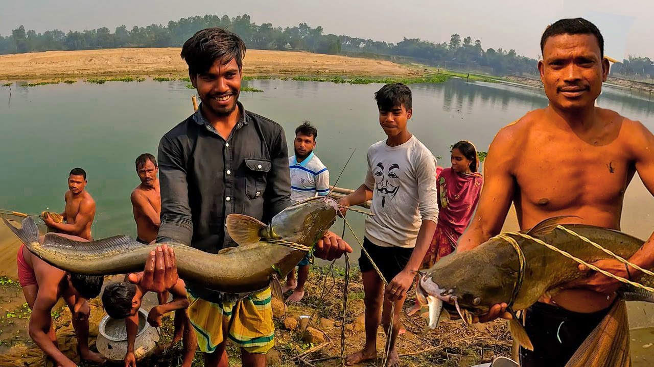 শিকারীদের জালে বড় সাইজের বোয়াল |ঝাড় মারা |Traditional Village Fishing|Tangon Boal Fishing #boal