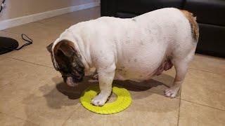 One Of The Laziest Dog Breeds In The World -ENGLISH BULLDOGS