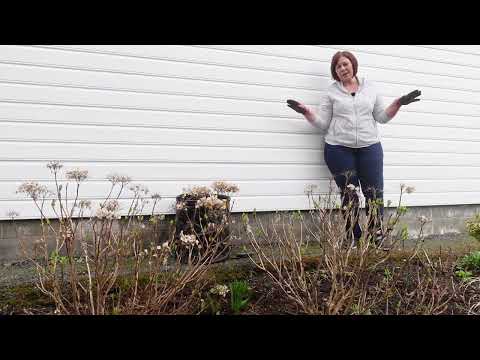 Video: Hortensia dyrking og stell tips