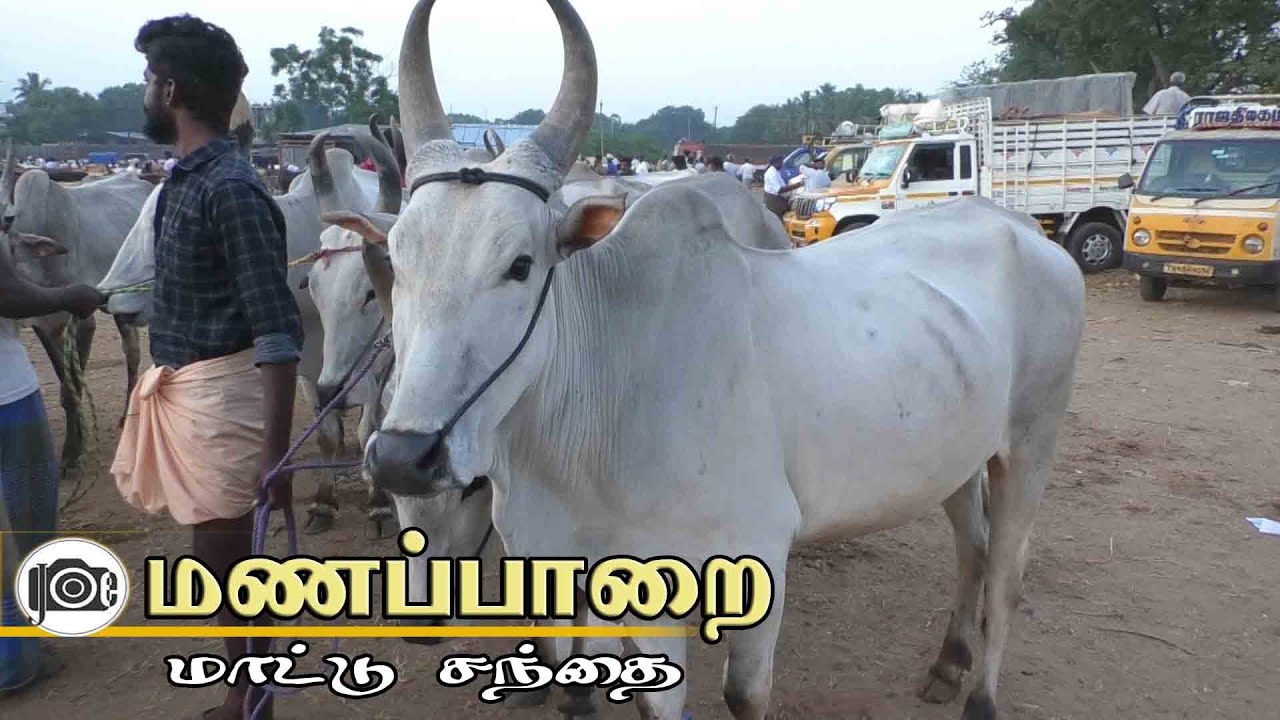 Manapparai mattu santhai | மணப்பாறை மாட்டு சந்தை