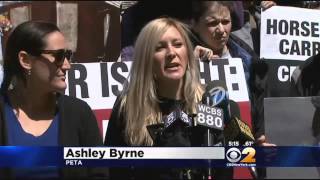 Full Animal Rights Activists Protest NYC Horse Carriages After Accident Near Plaza Hotel Guide