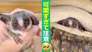 【生後22日】最強に可愛い時期がやってきました。ミニチュアなショウガラゴ。Too cute baby Bushbaby.