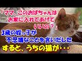 #131【猫の不思議な話】私の妹の3歳の娘が不思議なことを言いだした そしてめったに威嚇しないうちの猫も・・