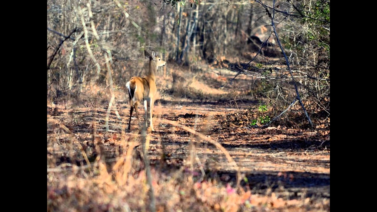 Eutaw Springs Passage YouTube