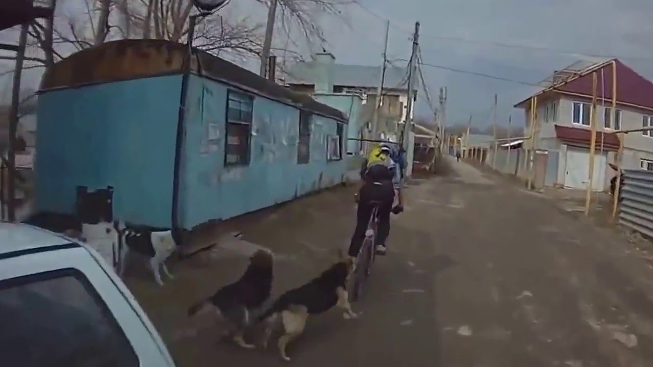 ⁣Как действует электрошокер от собак Видео: Шокер и собаки