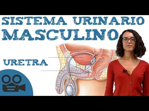 Vídeo: Diferencia Entre El Sistema Urinario Masculino Y Femenino