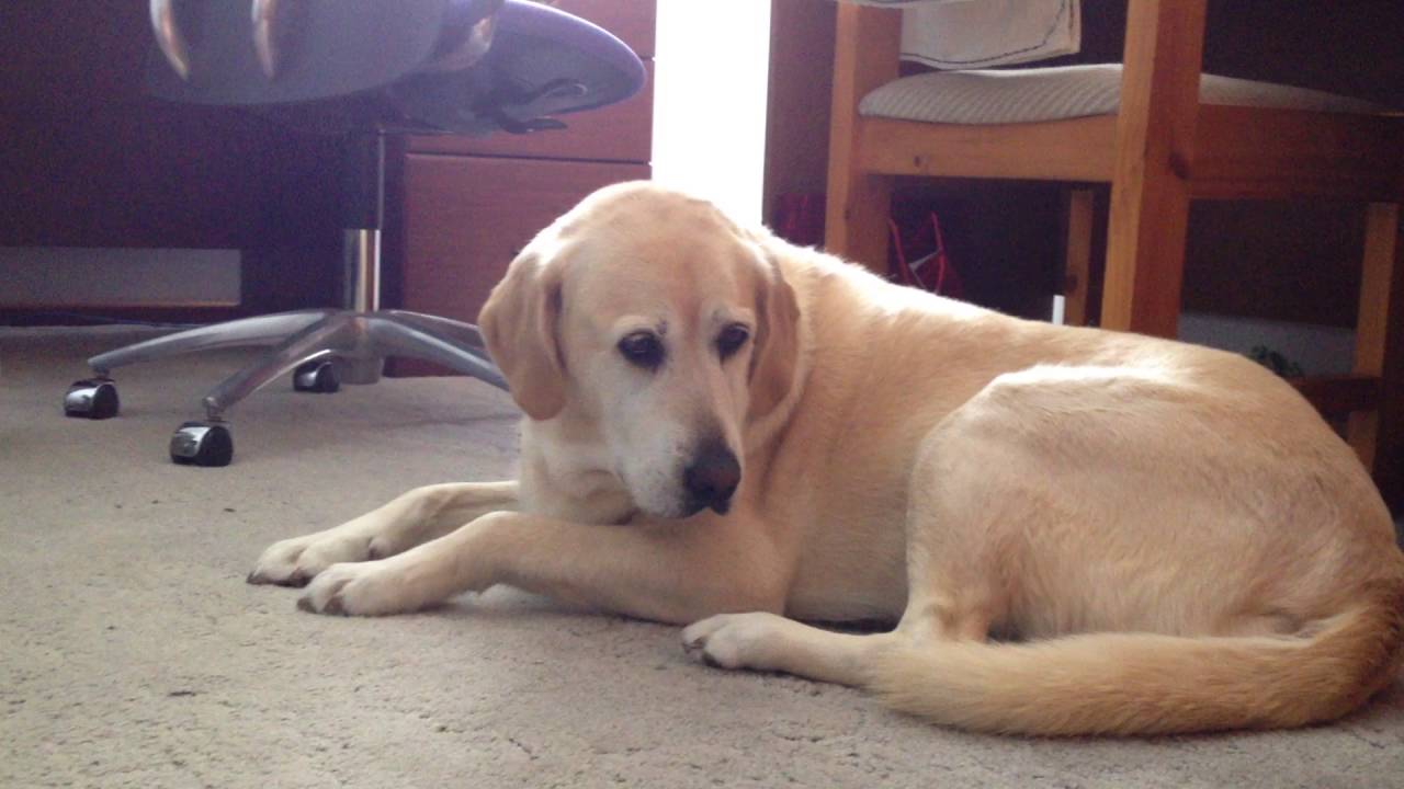 Dog reacts to Classical Music