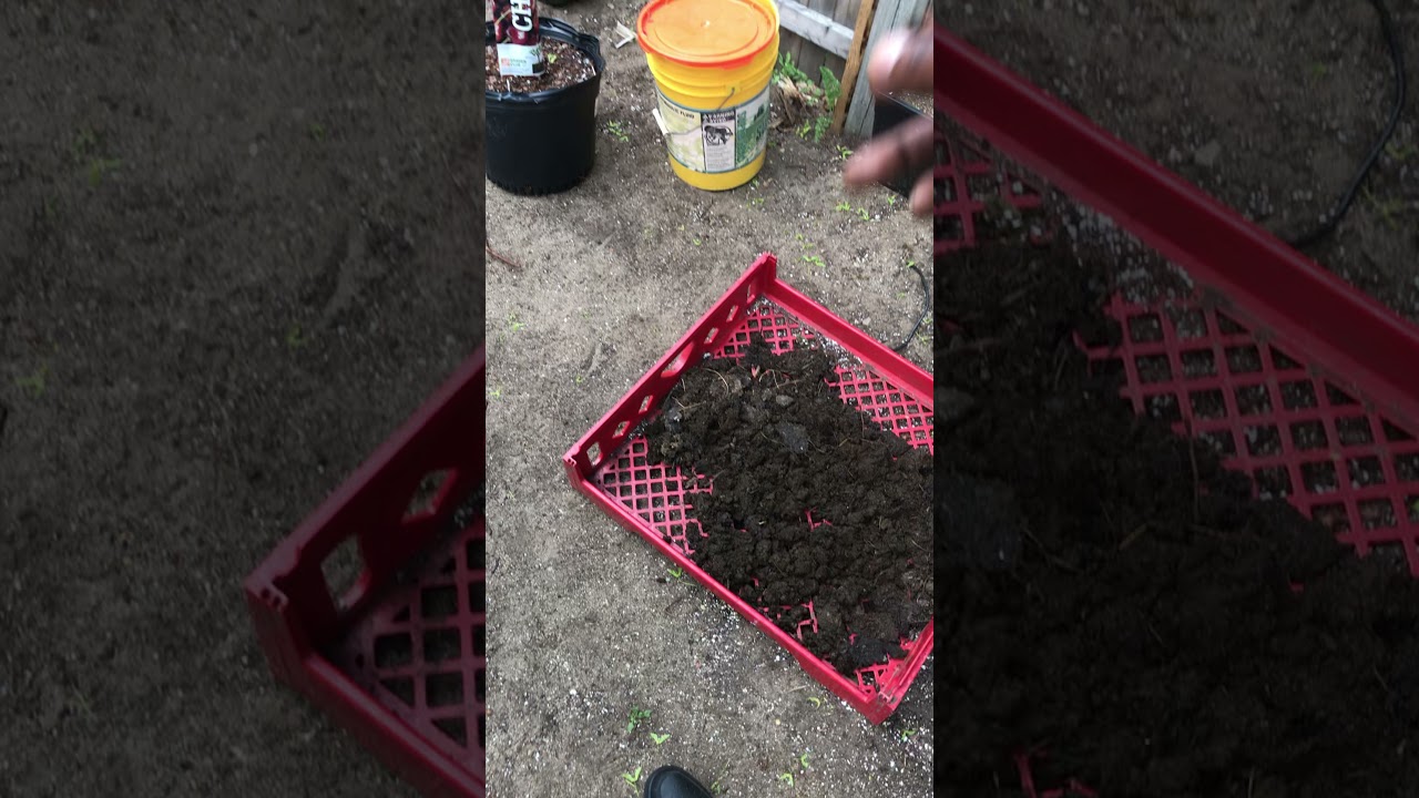 Grow Op #2 EastCoast Grower