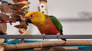 Papagal Aratinga Jandaya la dresaj