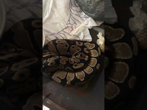 camera iphone 8 plus apk Snake just shedd