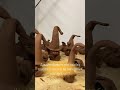 Приходите в нашу уютную гончарную студию на мастер-классы!